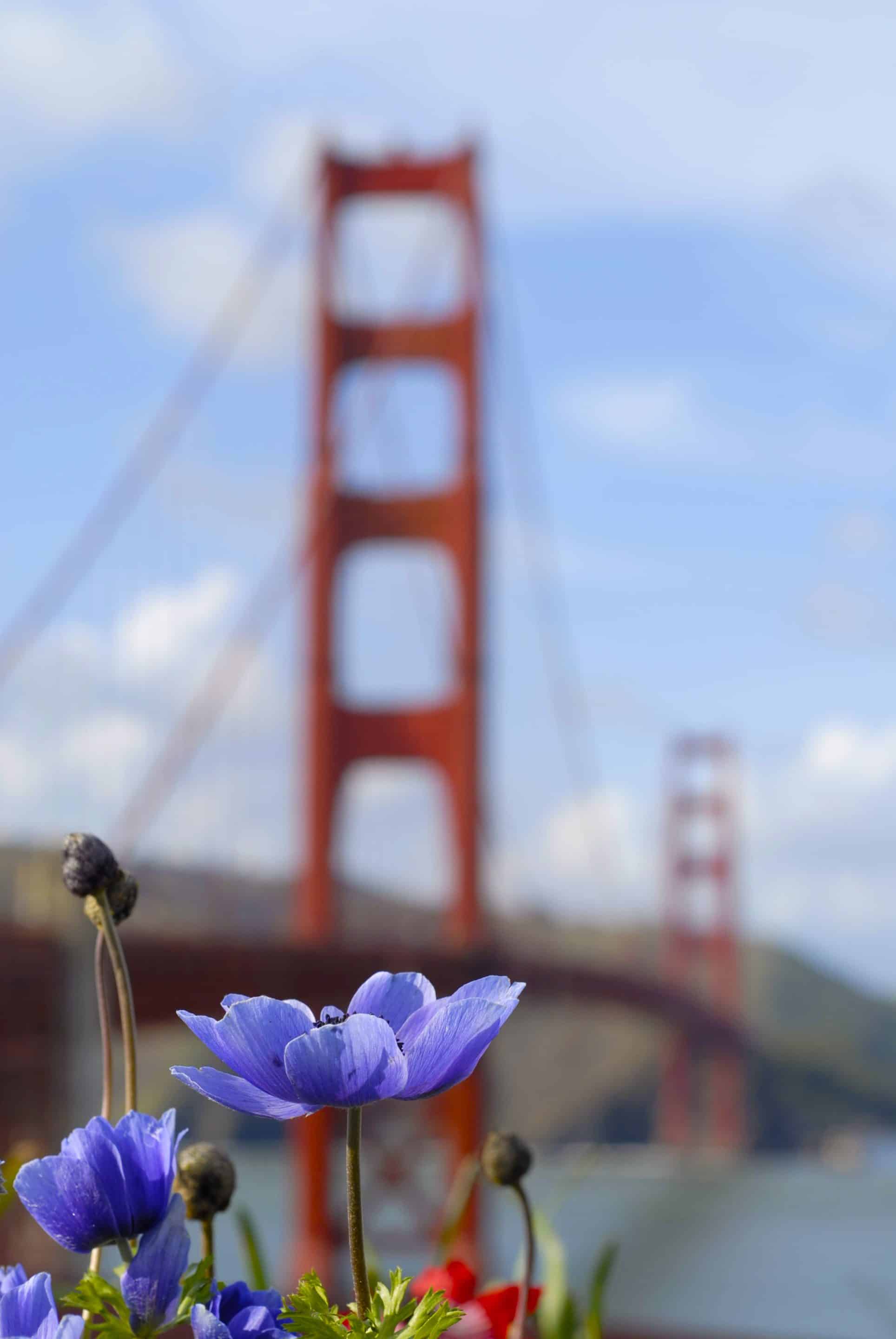 San Francisco iconic  Golden Gate Bridge